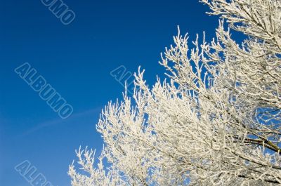 Frosty branches