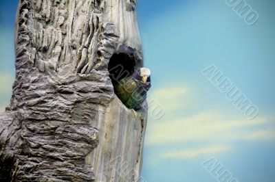 Parrot