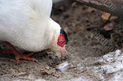 Pheasant