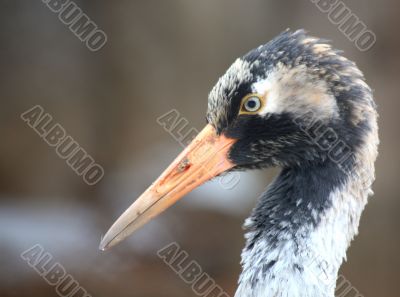 Crane