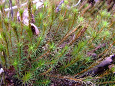 Spring moss