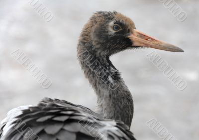 Crane