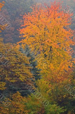 Autumn Maple in Fog