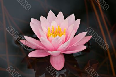 Pink Water Lily