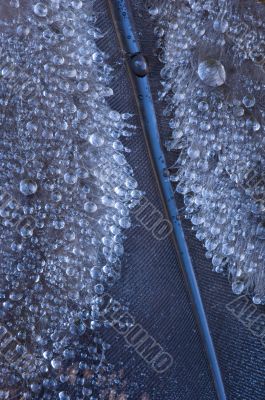 Dew Covered Turkey Feather