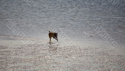 Tagging on the silver shore