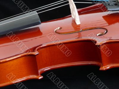 Violin
