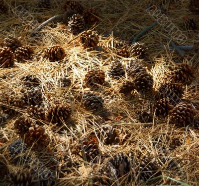 Ponderosa Pine cones