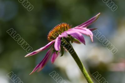 Purple coneflower, Echinacea purpurea