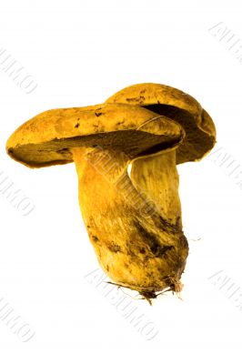 mossiness mushroom