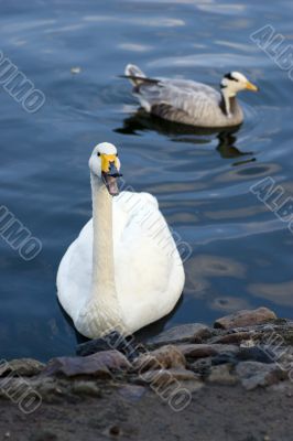 Arguing swan and duck