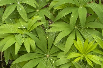 Green leaves after rain