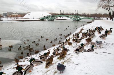 Birds in the winter