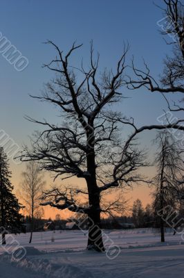 lonly oak