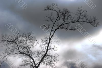 lonly winter tree