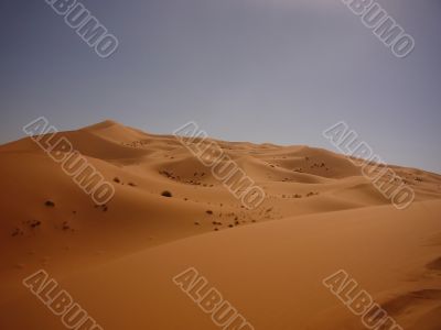 Desert