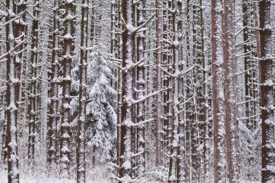 Winter Pine Forest