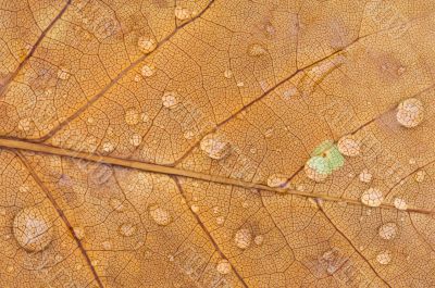 Raindrops on Maple Leaf