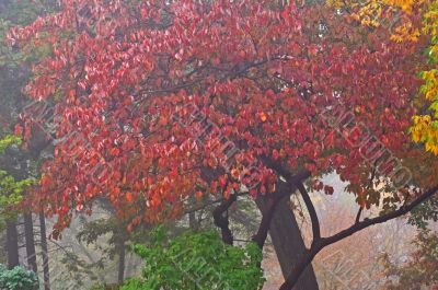 Autumn Dogwood in Fog