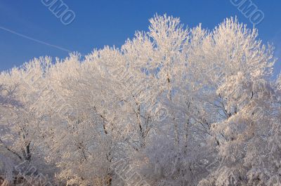 Winter in Holland