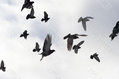 Flying pigeons