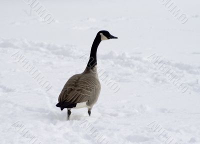 Canadian goose walking in snow