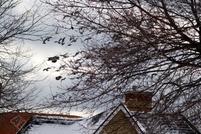 Flying flock of pigeons