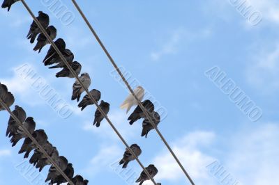 Flock of pigeons siting at power line 4