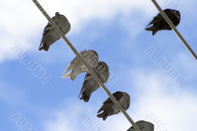 Flock of pigeons siting at power line 3