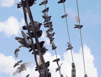 Flock of pigeons siting at power line 2