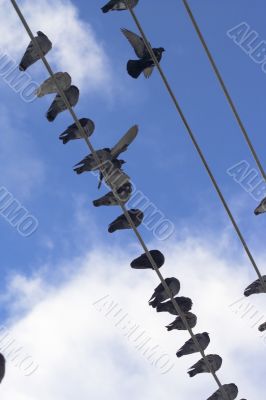 Flock of pigeons siting at power line 1