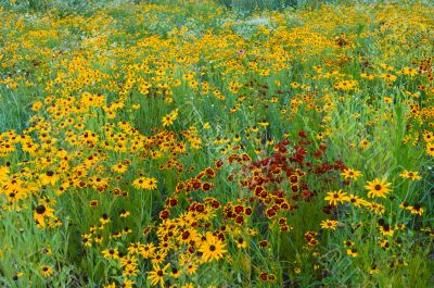 Summer Wildflower Meadow