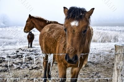 Winter landscape three horses in the snow