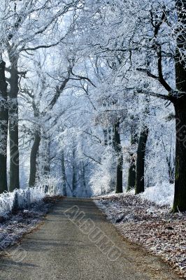 Winter landscape forest road with ice trees