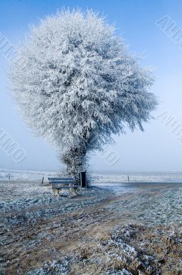 Winter landscape single tree and bench