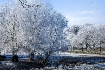 Winter landscape trees at a maedow