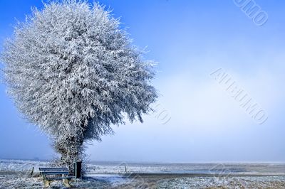 Winter landscape a single tree
