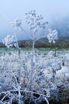 Winter landscape white flower