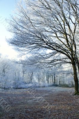 Winter forest border