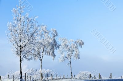 Winter landscape three high trees full of ice