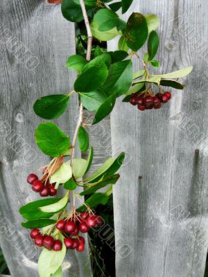 berries and fence