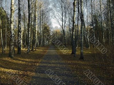 autumn road