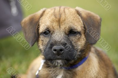 Border terrier