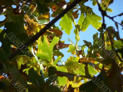 Oak Leaves