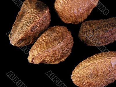 Brazil Nuts