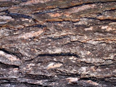 Old pine bark texture