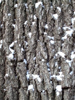 Old tree bark texture with snow spots