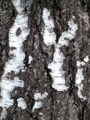 Old birch bark texture