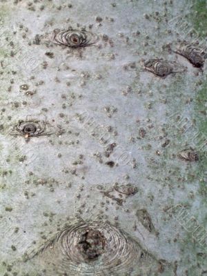 Fir bark texture with disseminations