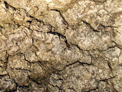 Old bark texture with lichen